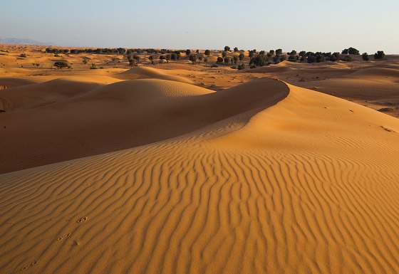 Desert landscape
