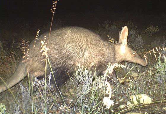 Aardvark caught in a camera trap (c) Blue Hill Nature Reserve
