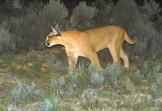 Caracal caught in a camera trap (c) Blue Hill Nature Reserve
