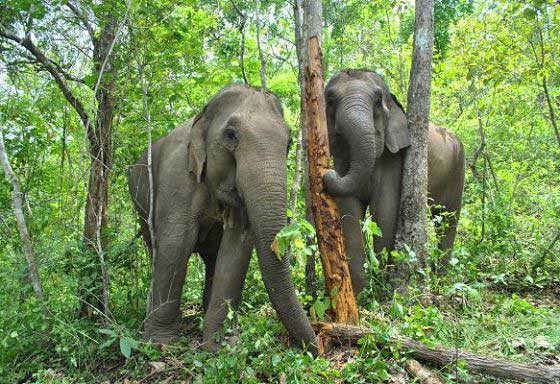 Natural elephant behaviour of our study population
