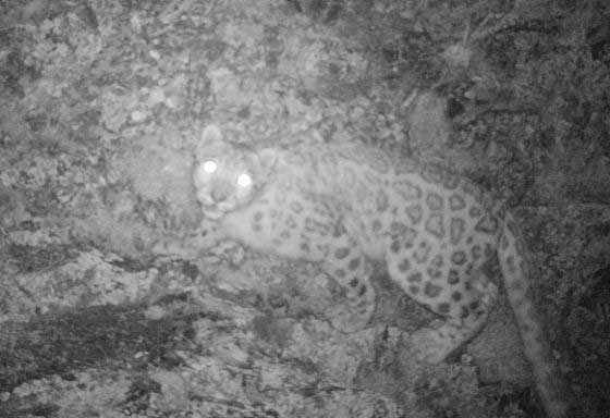 Snow leopard caught in a camera trap (c) NABU / Tolkunbek Asykulov
