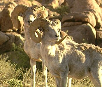 Argali