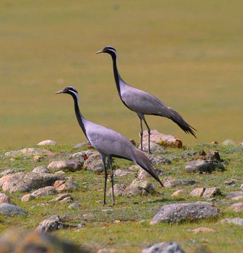 Demoiselle cranes