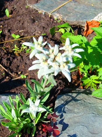 Edelweiss1s