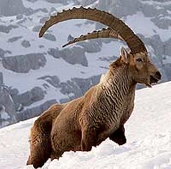 Foto Kambing Gunung yang Besar Foto Kambing Gunung yang Besar