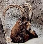 Altai ibex