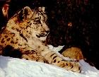 Snow leopard
