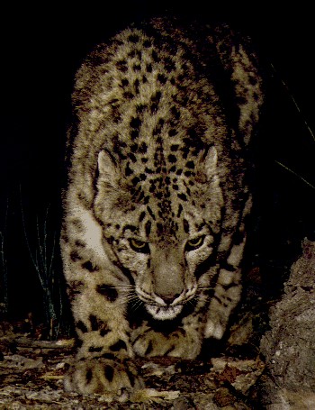 Snow leopard