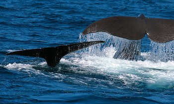Sperm whale mother & cub