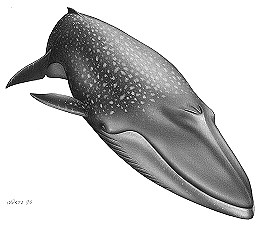 Blue whale