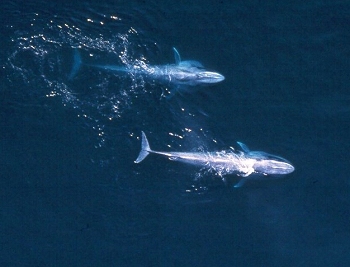 Blue whales