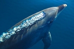 Bottlenose dolphin bowriding