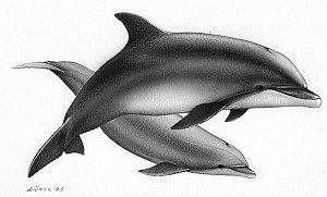 Bottlenose dolphin