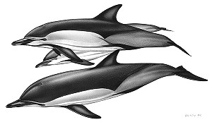 Common dolphin