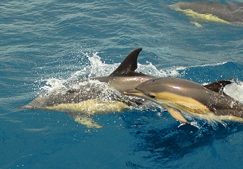 Common dolphin
