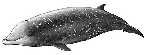Cuvier's beaked whale