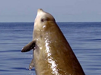 Cuvier's beaked whale