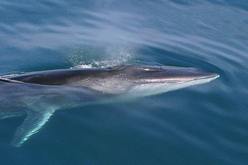 Fin whale
