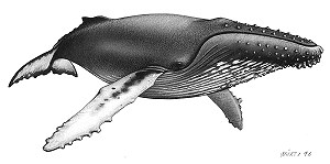 Humpback whale