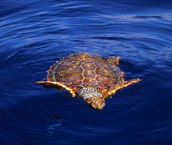 Loggerhead turtle