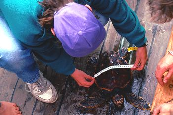 Measuring a loggerhead turtle.