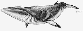 Minke whale
