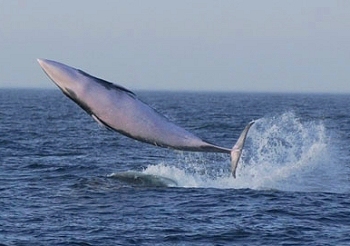 Minke whale