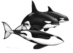 Orca