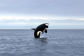 Orca