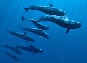 Pilot whales