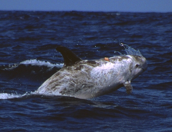 Risso's dolphin