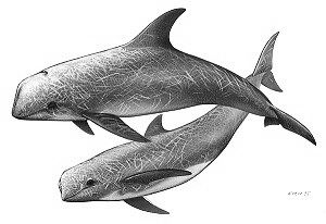 Risso's dolphin