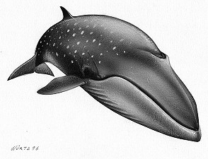 Sei whale
