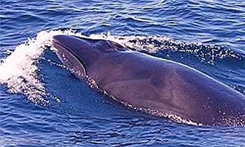 external image sei1.jpg