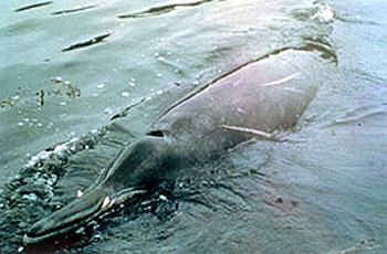 Sowerby's beaked whale