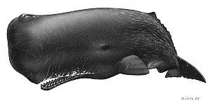 Sperm whale