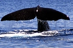 Sperm whale fluke