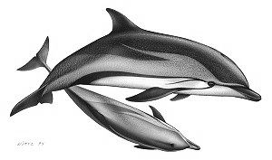 Striped dolphin