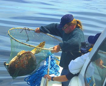 Capturing a loggerhead turtle