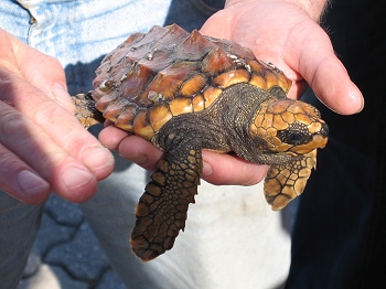 Juvenile loggerhead turtle