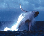 Humpback whale breaching