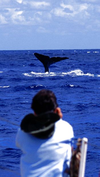 Taking photographs of flukes to identify individuals and for inclusion in an international database