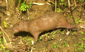 Capybara