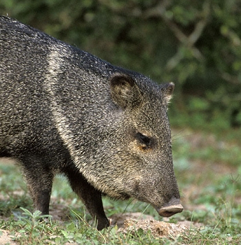 7 Facts About Collared Peccary Smell, Fighting Methods and Reproduction