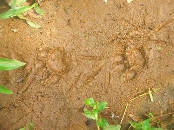 Ocelot tracks near base camp