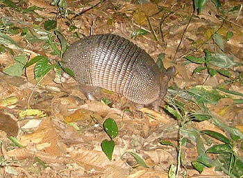 Armadillo