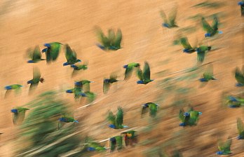 Blue-headed parrots