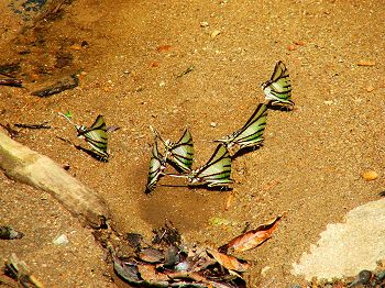 Butterflies