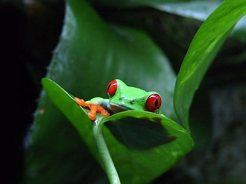 Frog