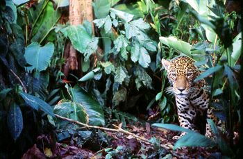 Jaguar
